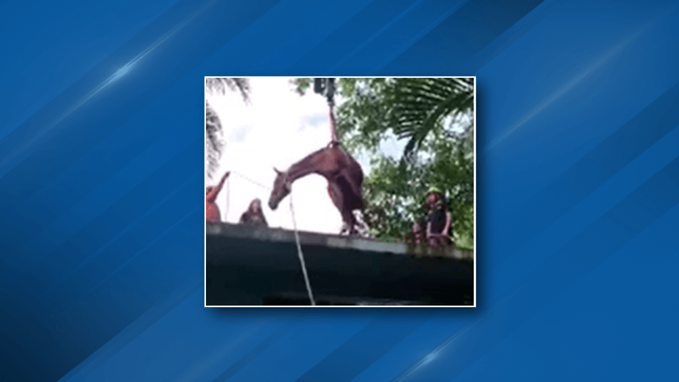 Image for story: Horse stuck on roof after owner placed it on top of house due to safety concerns