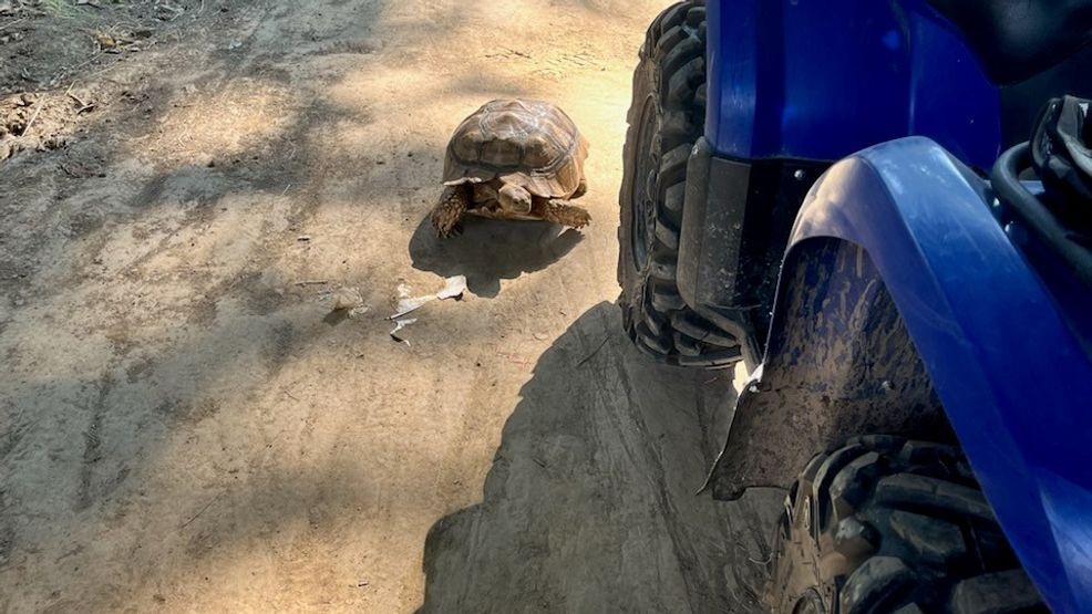 A runaway tortoise is back to enjoying his favorite snacks at home after a 2-day adventure that included crossing an interstate highway and a forest trail wander! (PPB Photo)