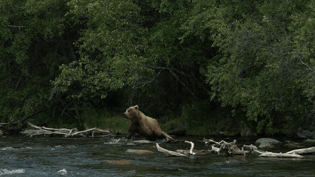 The Seattle Kraken and sea troll mascot Buoy were in Anchorage for a partnership trip when they encountered an unusual fan - a grizzly bear who chased them across the river. (Video and images courtesy of Seattle Kraken)