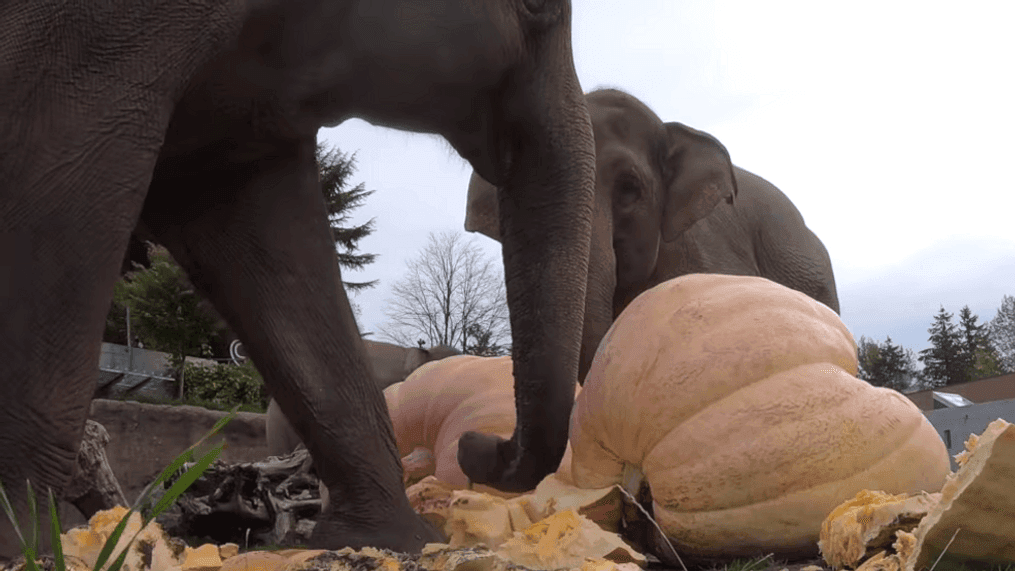 Elephants smash pumpkins at Oregon Zoo on Thursday, Nov. 26, 2020. (Courtesy: Oregon Zoo)