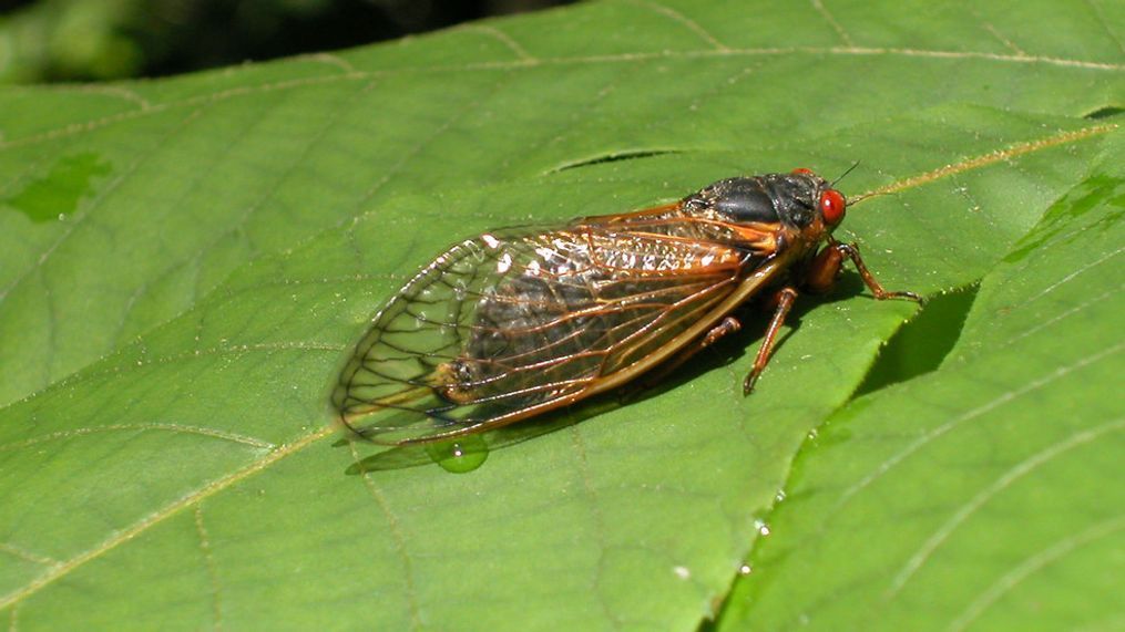 RESTON, VA - MAY 16:  A newly emerged adult cicada suns itself on a leaf May 16, 2004 in Reston, Virginia.  After 17-years living below ground, billions of cicadas belonging to Brood X are beginning to emerge across much of the eastern United States. The cicadas shed their larval skin, spread their wings, and fly out to mate, making a tremendous noise in the process.  (Photo by Richard Ellis/Getty Images)