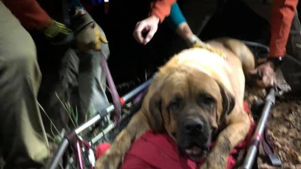 Salt Lake County Sheriff's Search and Rescue team brought Floyd the Mastiff out of a Utah canyon after he was injured. (Photo: Salt Lake County Sheriff's Search and Rescue)