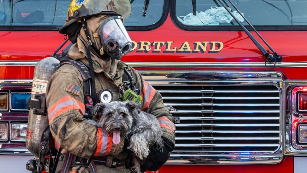 Pets rescued from an apartment fire and revived with oxygen (Photo courtesy Portland Fire & Rescue)