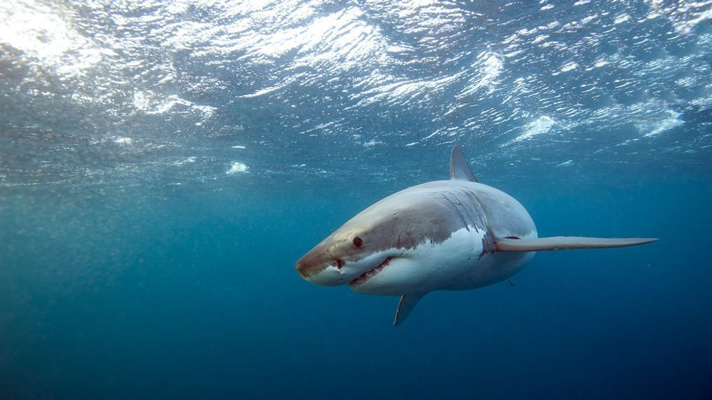 Stock image of a Great White Shark (Getty Images)