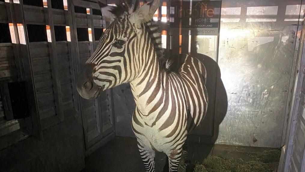 This photo provided by the Regional Animal Services of King County shows the zebra Shug in a trailer after it was captured Friday, May 3, 2024, in Riverbend, Wash., about 30 miles (48 kilometers) east of Seattle. (Regional Animal Services of King County via AP)