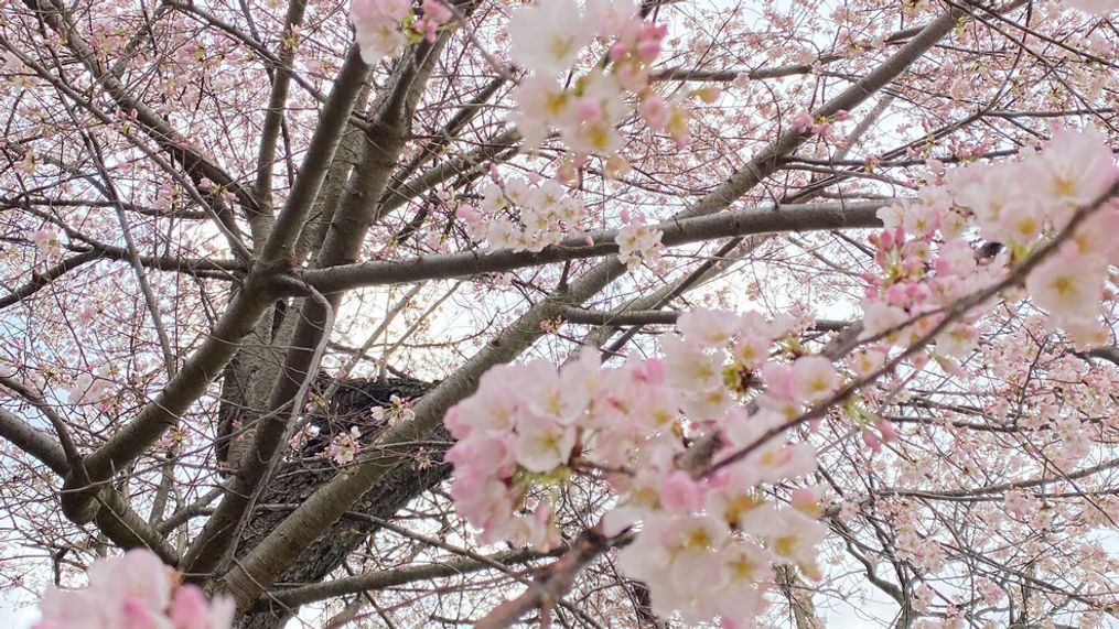 Blossoms reach stage 5 as full bloom nears. (7News) 