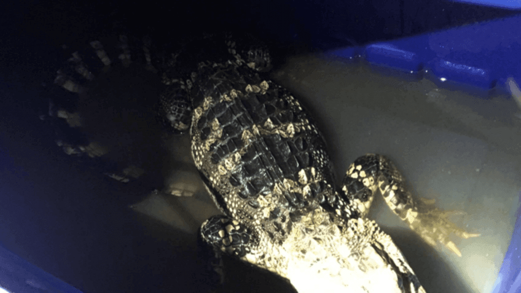 D.C. police officers found a 4-foot alligator while on patrol on July 25, 2018.