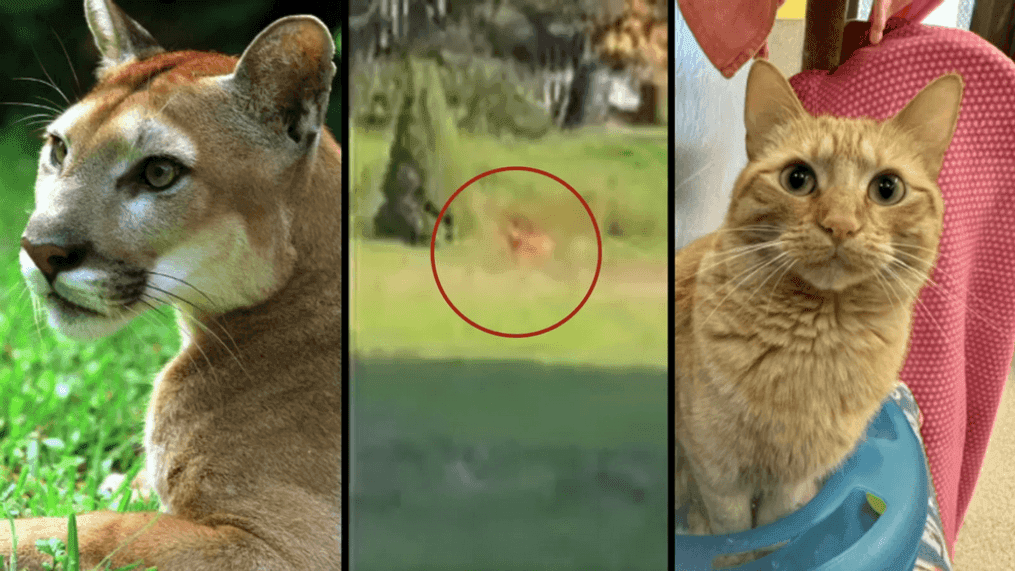 From Left: File photo of a cougar courtesy Robert King/Newsmakers; Tigard park animal courtesy Oregon Department of Fish and Wildlife; Orange housecat courtesy Greenhill Humane Society
