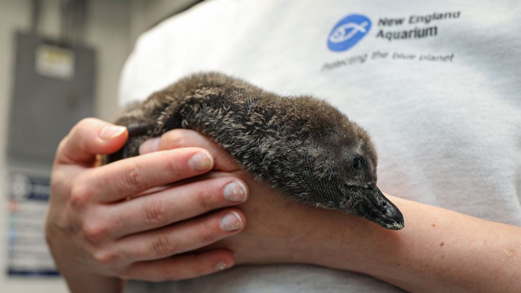 VIDEO: African penguin chick -- now full grown -- makes debut at New England Aquarium (Photo: New England Aquarium){&nbsp;}