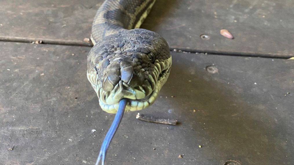 In this photo provided by Steven Brown, a snake slithers out the door of a home at Laceys Creek, Australia, Monday, Aug. 31, 2020. (Steven Brown/Brisbane North Snake Catchers and Relocation via AP)