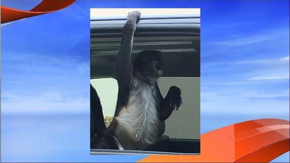 Woman attacked by spider monkey at Home Depot. (Okeechobee County Sheriff's Office)