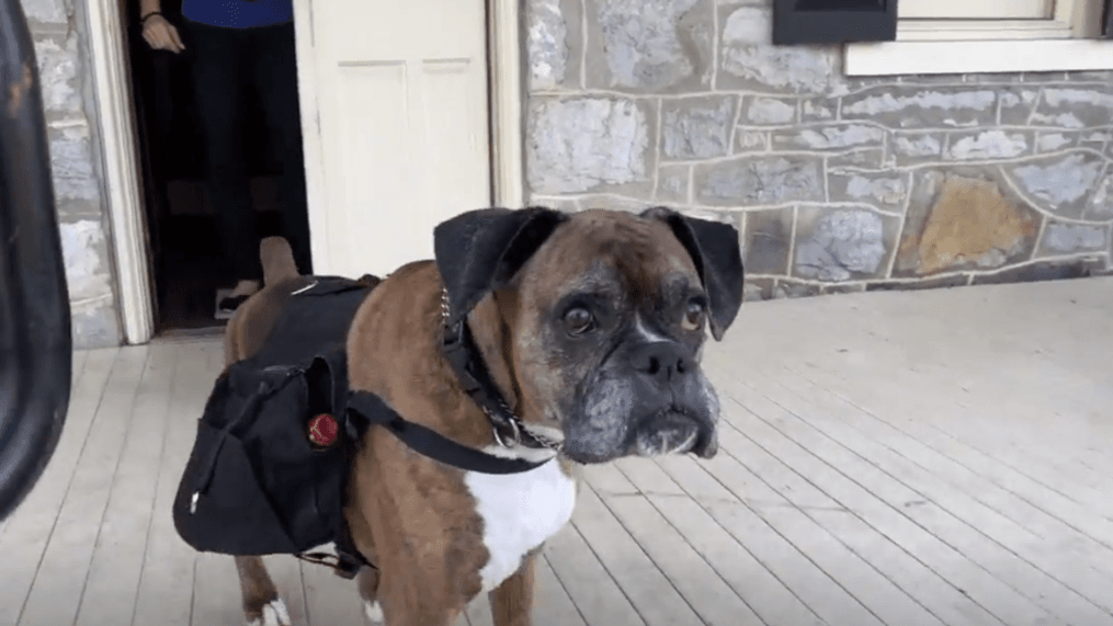 Wine doggo at Maryland winery delivers bottles curbside during COVID-19 pandemic. (ABC7 File Photo)