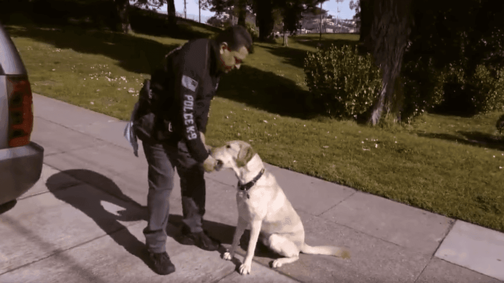 San Francisco police introduce new K9 to the public (San Francisco Police)