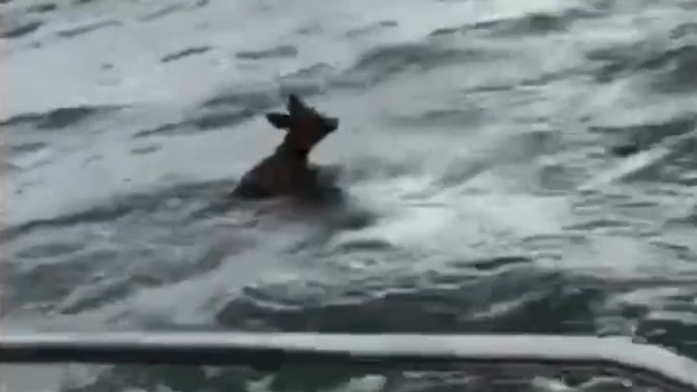 Drew McWhirter and his family help save a deer struggling to swim in Saratoga Passage off Camano Island (Photo: Drew McWhirter)