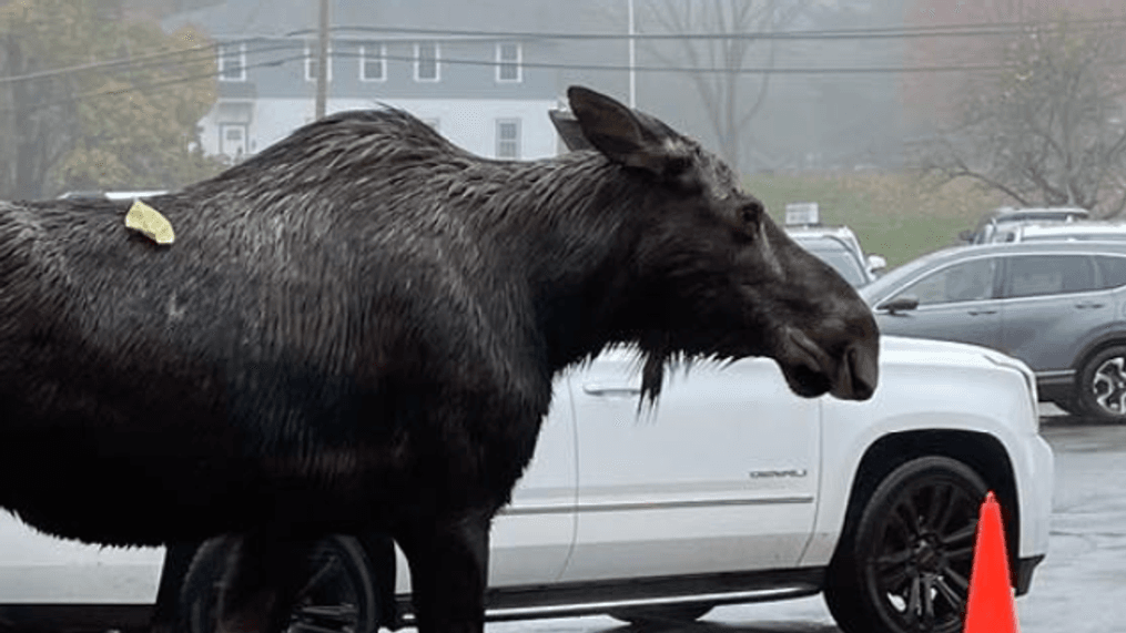 A moose paid a visit to Naquag Elementary in Rutland, Mass., on Monday morning, Oct. 30, 2023. (Photo by Christine Riggieri)