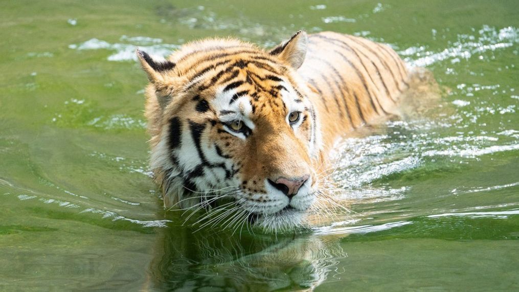 Amur tiget Metis seems to enjoy swimming, especially on hot days.{&nbsp;}(Smithsonian’s National Zoo & Conservation Biology Institute)