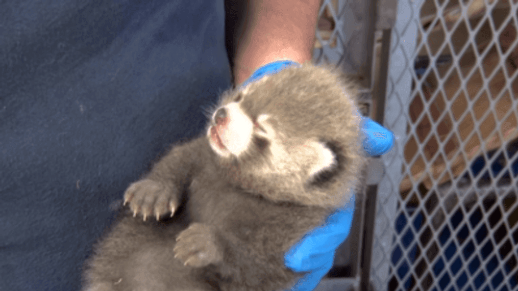 Milwaukee County Zoo welcomes 'adorable and perfect' red panda cub (Milwaukee County Zoo via Storyful)