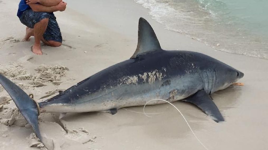 Military fishing team snags 10-foot mako shark offshore in Navarre, Fla. (Courtesy American Yakers)