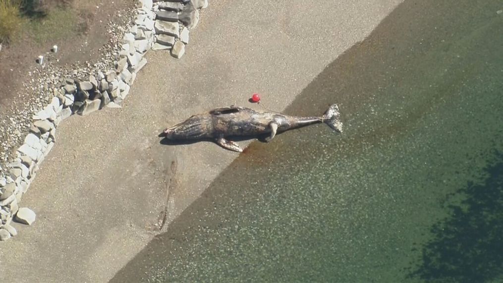 According to the Washington Department of Fish and Wildlife, a 12.5-meter (41-foot) adult male gray whale was found on the shore on Fox Island in Pierce County, about 5 miles from Gig Harbor, on April 1. (KOMO News)