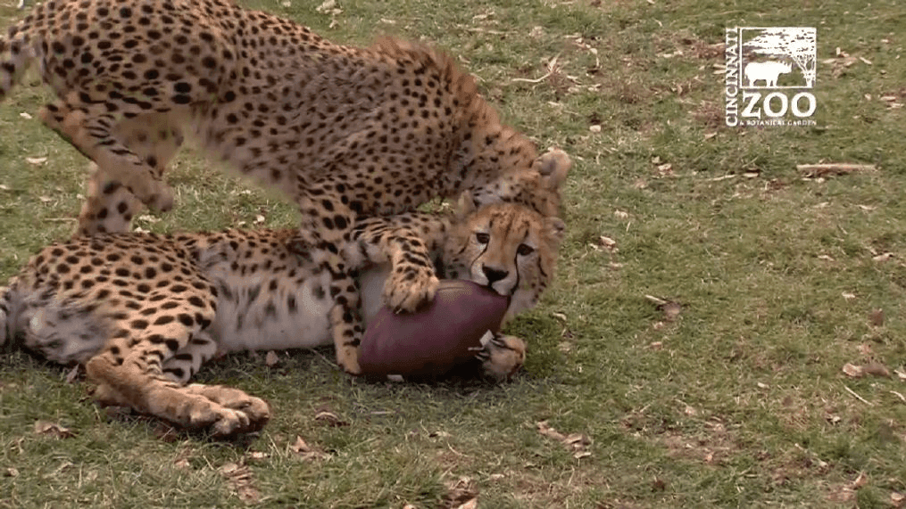 It's Super Bowl weekend, and the animals at the Cincinnati Zoo are getting ready. (Cincinnati Zoo)