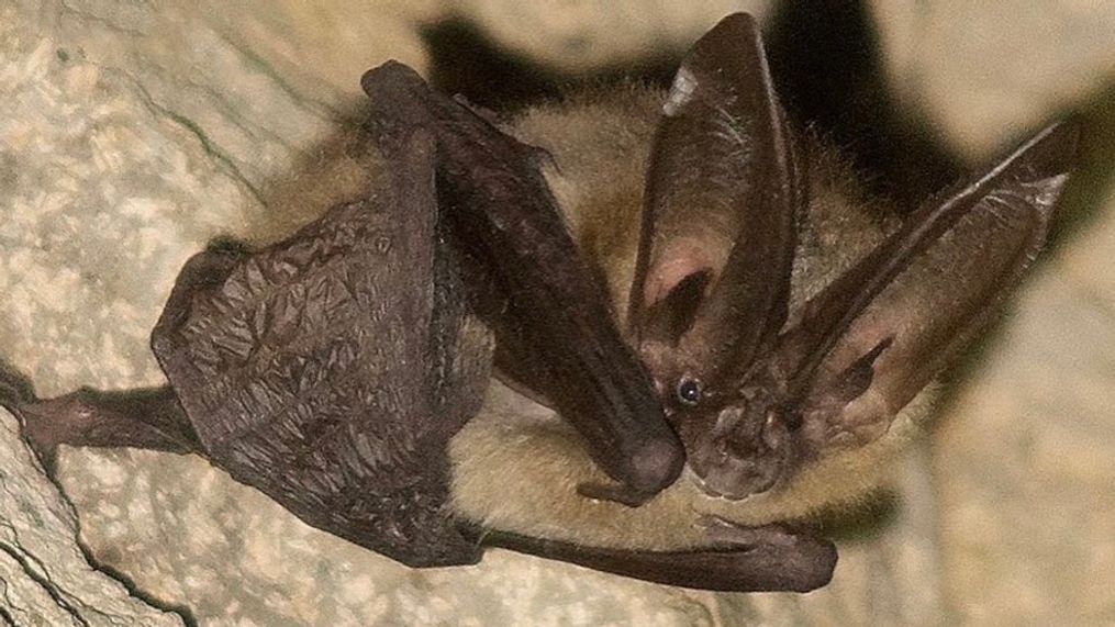 William ShakespEAR, a Townsend big-ear bat from Butte Falls, Oregon, was crowed the Bureau of Land Management's winner of an annual bat beauty contest. (Photo courtesy of Emma Busk and the Bureau of Land Management){br}