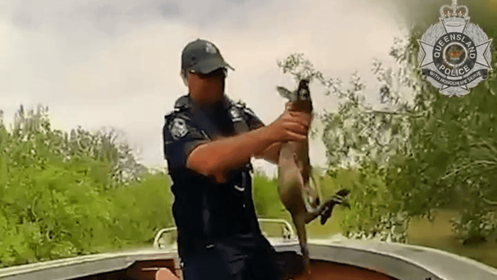 Baby kangaroo rescued from Australia floodwaters as 2 crocodiles lurk nearby (Queensland Police)