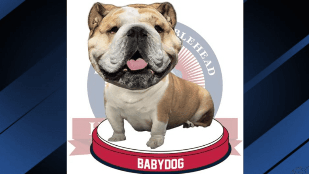 {p}Babydog, the beloved pet dog of West Virginia Gov. Jim Justice, picked up a new honor this week: a bobblehead. (Courtesy of the National Bobblehead Hall of Fame and Museum){/p}