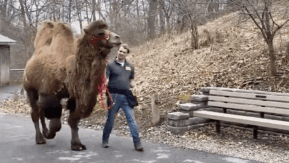 Animals get an eyeful as camels tour Syracuse Zoo (@SyracuseZoo via Storyful)