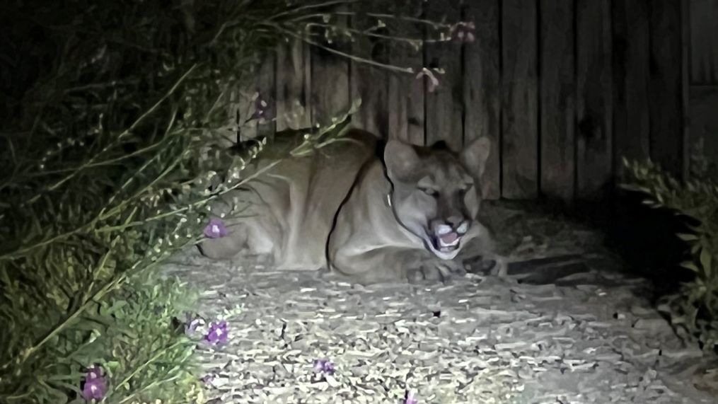 Mountain lion caught in Visalia, California. (Photo: Visalia Police Department)