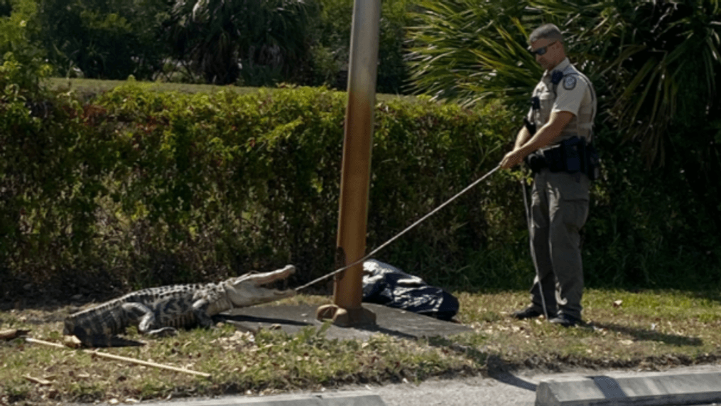 A six-foot alligator chased after people at a Wendy's in Lee County. (Photo: Lee County Sheriff's Office)