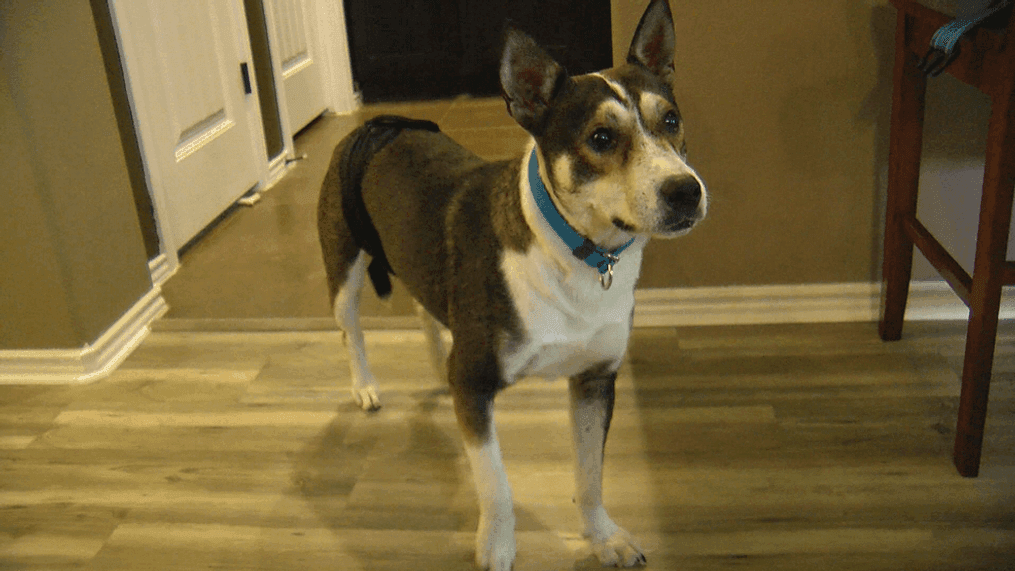 A young blue heeler mix is getting a second chance at life after he was euthanized -- but survived. (CBS Austin)