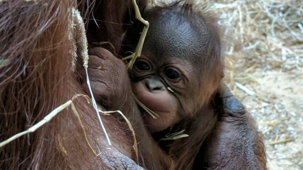 Dara and her newborn baby at the Virginia Zoo (Virginia Zoo)