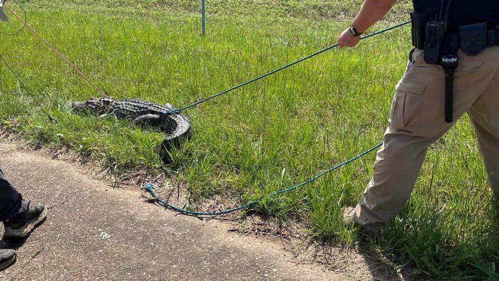 Officer Darrell Klink with the Genoa Central School District in Texarkana, Ark. recently found himself wrangling an alligator instead of little dragons. (Photo Miller County Sheriff's Office)