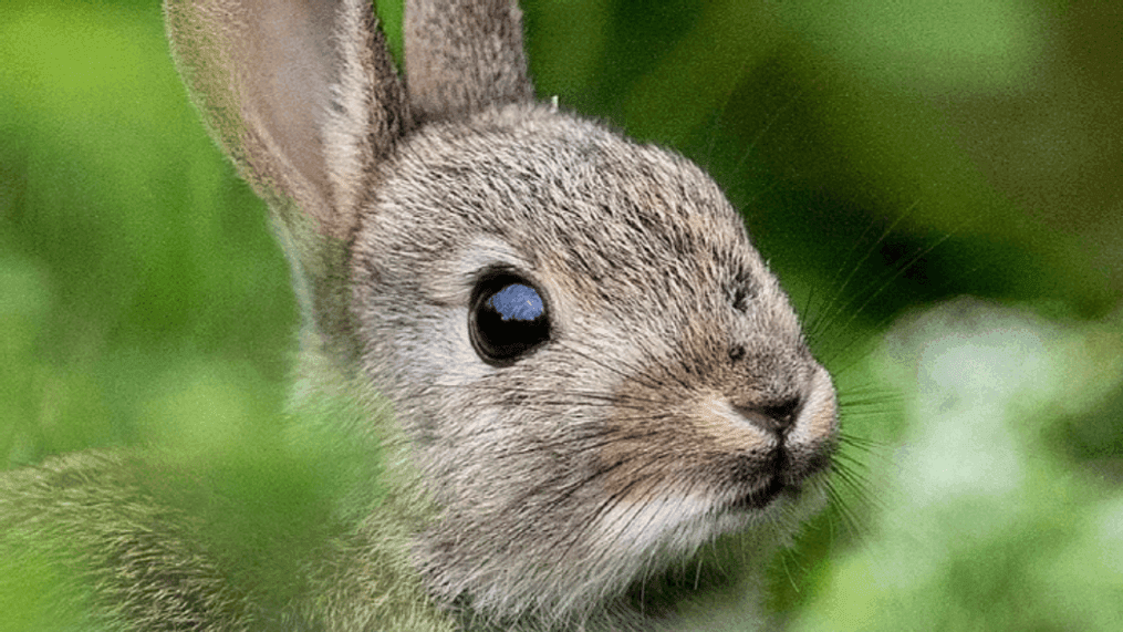 Police warn of native bunnies going on 'rampant crime sprees' in Texas, committing vandalism (AP Photo/Michael Probst)