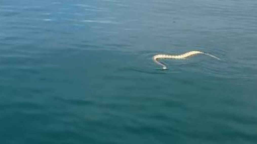 Rattlesnake in Sand Hollow Reservoir. (Photo: Randy Hatch / Facebook){p}{/p}