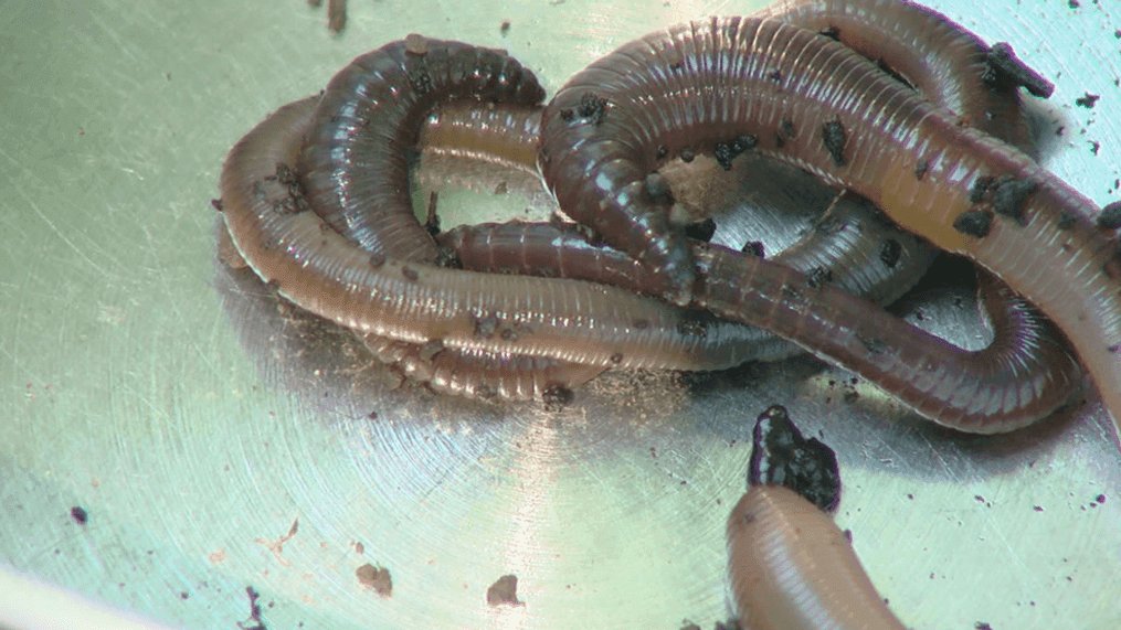 FILE - Many, many worms like these have been raining down from the sky in part of China. (WKRC file)