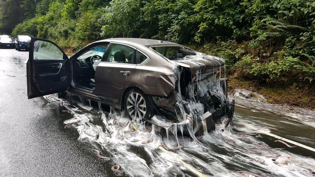 Eel truck overturns on Highway 101 (Photo: Oregon State Police)