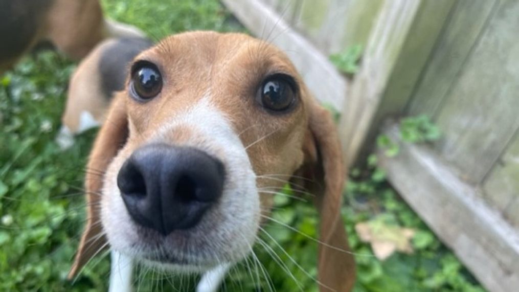 FILE - Dozens of beagles saved from a breeding facility are now safe and sound and arrived at the Homeward Trails Animal Rescue in Northern Virginia on July 21, 2022. (Roger Rodriguez/7News)