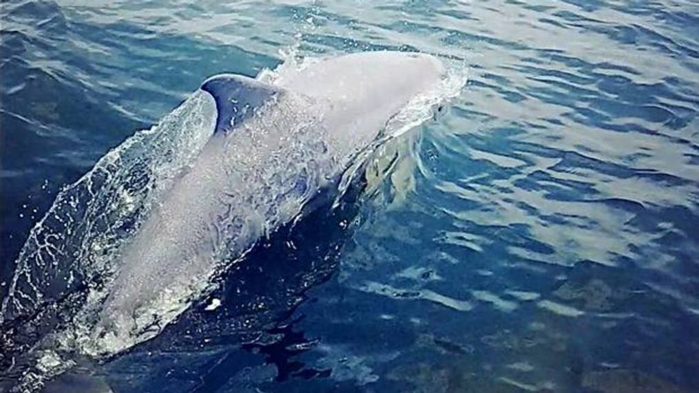 Virginia family captures video of dolphins up close. (Courtesy Jamicia Garner Johnson)