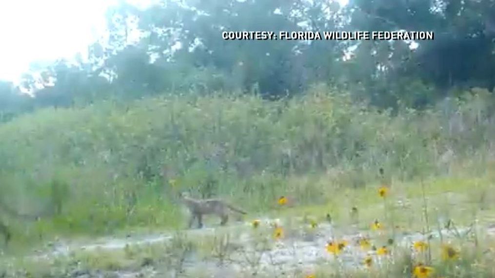 WATCH: Cute moment between mother panther and her cub (The Florida Wildlife Federation){p}{/p}{p}{/p}