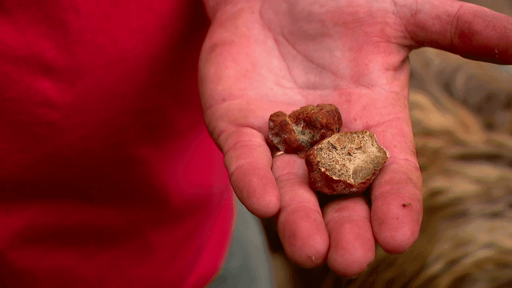 July 2023 - Brian Upchurch and his small crew at Carolina Trufferies, located in Fletcher, NC, believe that quality, North American grown truffles can be a viable option for professional and amateur chefs alike. (Photo credit: WLOS Staff)