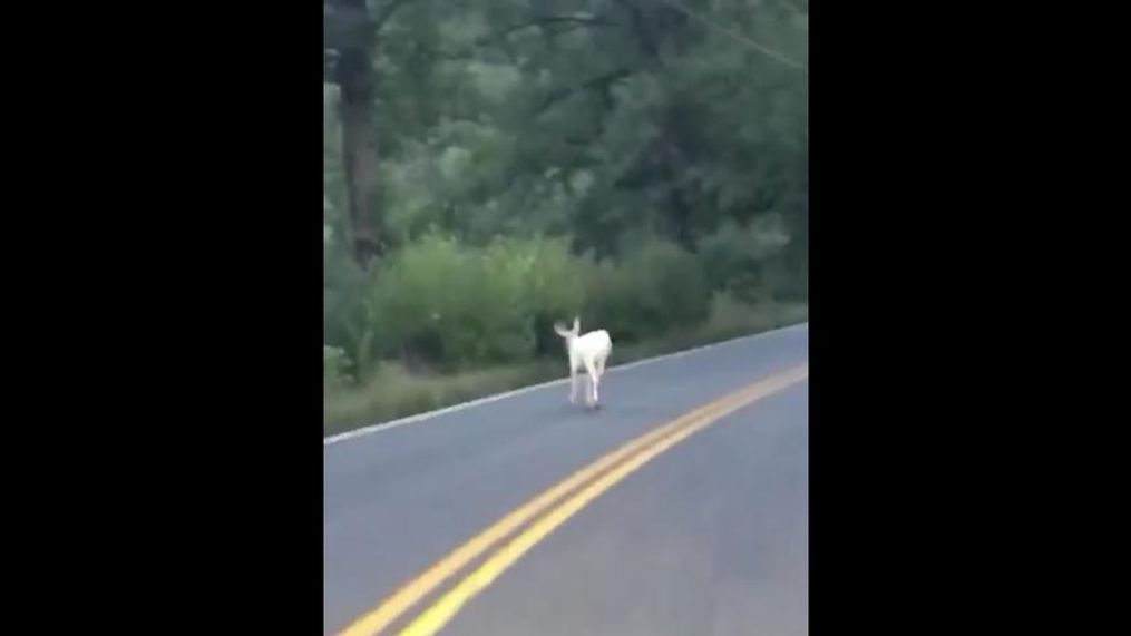 (Courtesy Andrew Turner)