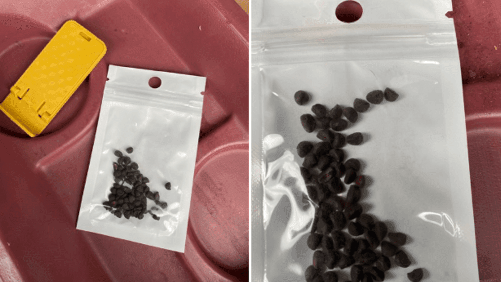 A USDA spokesperson says it appears the seeds that have come from China are harmless. (Image:{&nbsp;}Photo courtesy of Virginia Department of Agriculture and Consumer Services/Twitter)