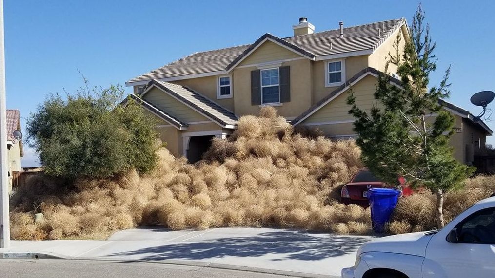 Tumbleweeds bury a home in Victorville, California on April 16, 2018 (Photo courtesy:{&nbsp;}{&nbsp;}Cassidee Jeann Dunn)