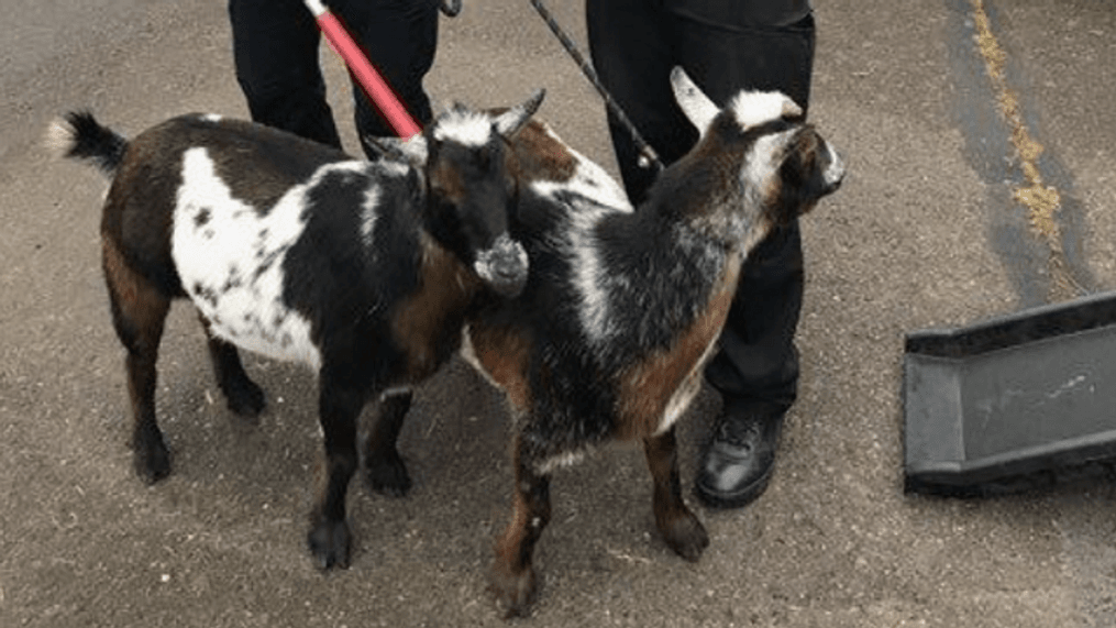 Missing 2 goats? Authorities in Oregon want to hear from you, Oct. 20, 2023. (Corvallis Police Dept.)