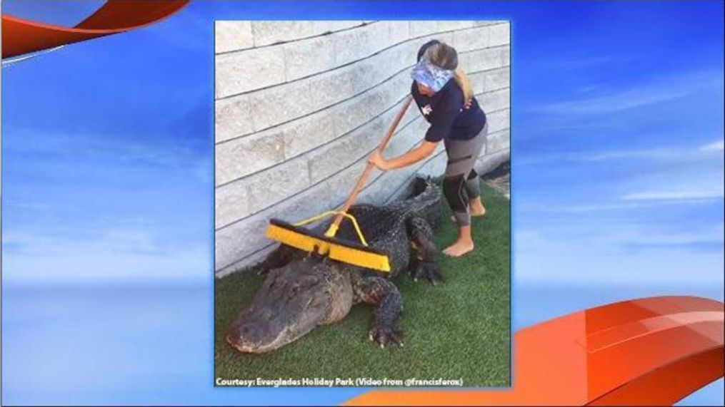 Alligator at Everglades Holiday Park gets a back scratch. (Courtesy: Everglades Holiday Park | Gabby Nikolle| Video shot by @francisferox)