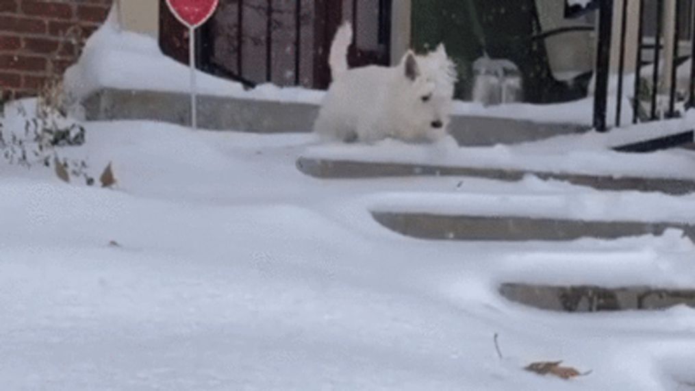 Intrepid Denver resident wades through inches of snow amid storm (@peterparkerstevenson via Storyful)