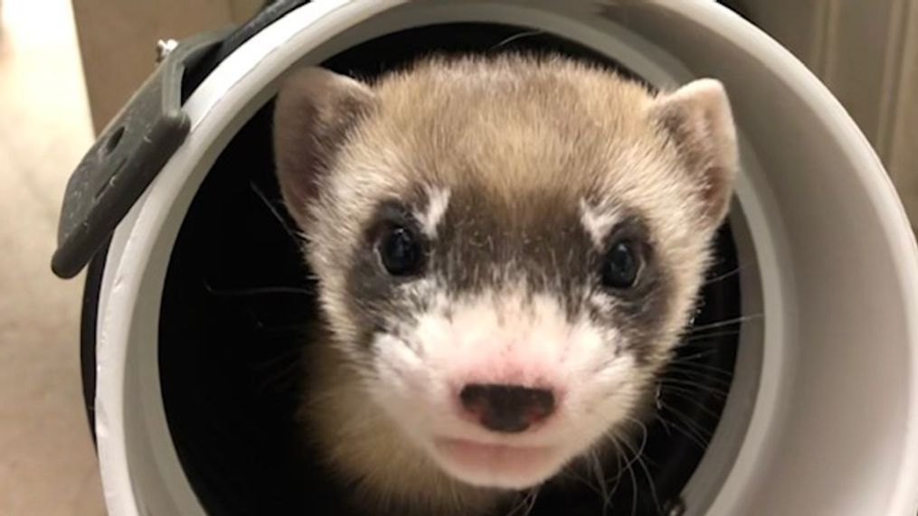 {p}Elizabeth Ann, the first cloned black-footed ferret and first-ever cloned U.S. endangered species, at 50-days old.{/p}{p}Credit: USFWS National Black-footed Ferret Conservation Center{/p}