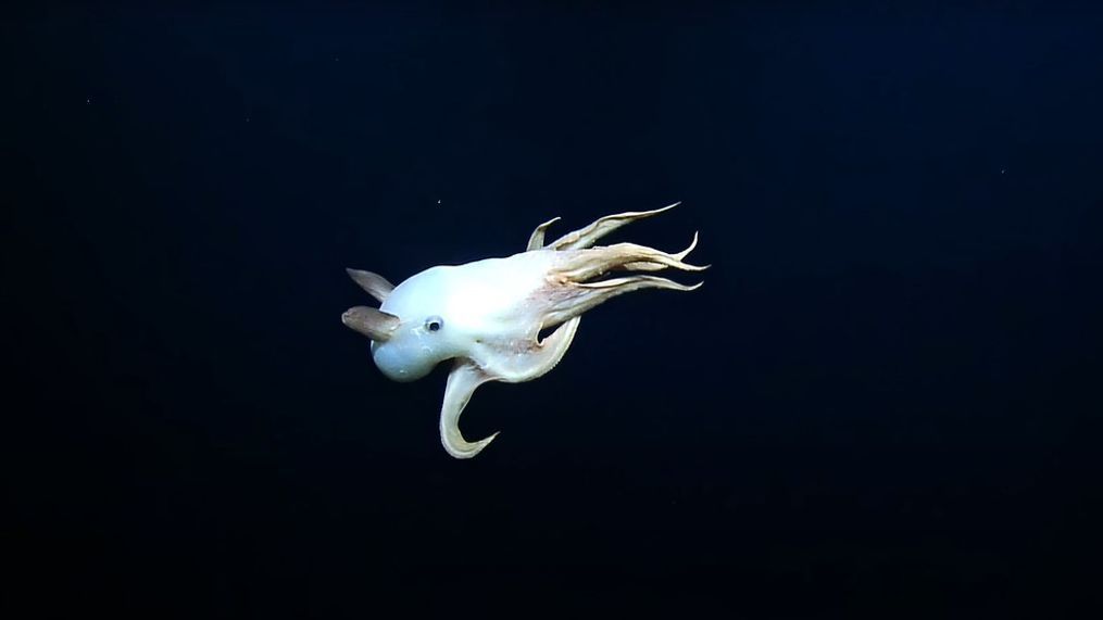 NOAA scientists said they spotted the elusive Dumbo octopus, a deep-sea animal, far below the surface while exploring the Papahanaumokuakea Marine National Monument. (NOAA)