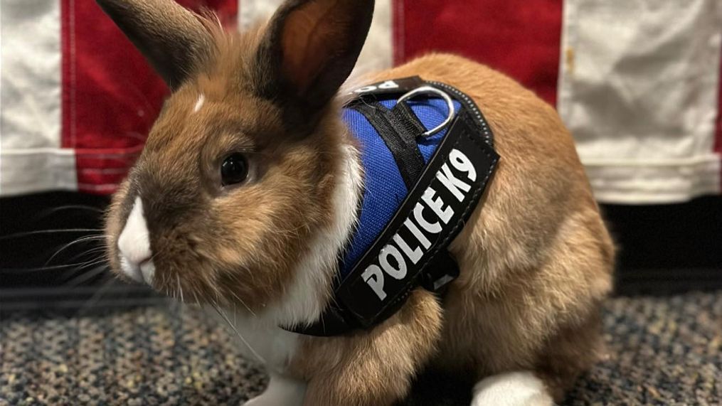 Meet Wellness Officer Percy, the K9 rabbit helping police in California (Yuba City Police Department)